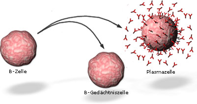B-Zellen