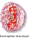 Eosinophiler Granulozyt