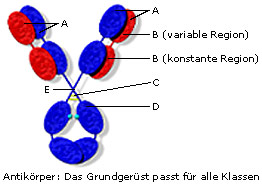 Immunglobulinb.jpg