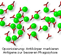 Opsonisierung