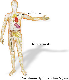 ImmunsystemPrimOrganeb.jpg