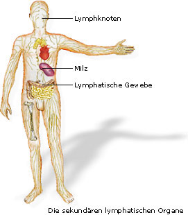 Die sekundren lymphatischen Organe