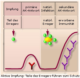 Aktive Immunisierung