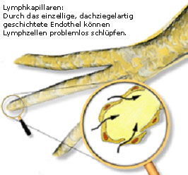 Lymphkapillare