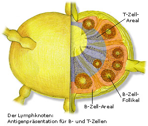 Der Lymphknoten