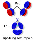 Spaltung mit Papain