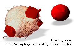 Phagozytose