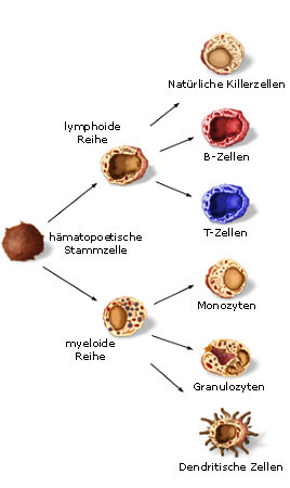 Stammbaum